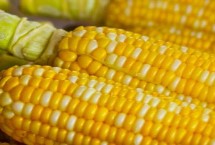 长单551玉米栽培技术要点，中抗穗腐病