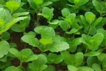 生长习性，为多年生草本植物