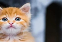 有泪痕的猫是什么品种，可能是食物含盐量或者含油量过高导致的