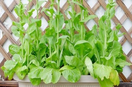 盆栽蔬菜的种植注意事项，蔬菜的根系无法吸收其中的有毒物质