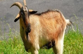 养殖山羊的效益，市场前景广阔