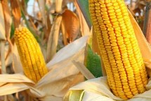 东萌899玉米栽培技术要点，保苗密度以4500株/亩为宜