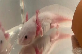 六角恐龙鱼的生活习性，不是鱼而是一种两栖动物