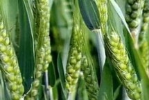 华冠184小麦栽培技术要点，每亩适宜基本苗15～20万