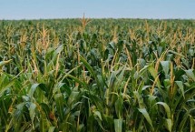 谷大822玉米栽培技术要点，中抗穗腐病