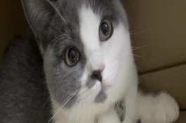 猫咪常备药品，止泻、促消化、驱虫等都是常备的