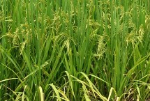 吉粳827水稻栽培技术要点，生育期145天