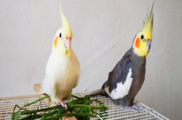 玄凤鹦鹉适合多大的鸟笼，用金属的笼具饲养最为合适