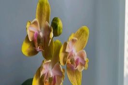 养殖蝴蝶兰的注意事项，可以用花梗、断心和切茎憋芽