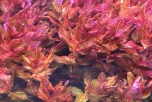 豹纹红蝴蝶溶叶的解决方法，可能是光照不足、水质过硬、水温过高等