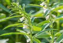 芝麻田蟋蟀怎么防治，有条件地块可在冬春季翻地灭卵