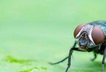 绿头苍蝇介绍，通常是指红头丽蝇、种群遍布世界