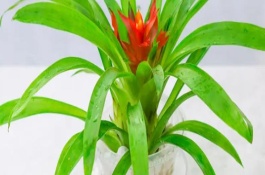 鸿运当头的移栽方法，每次换水都要添加营养液