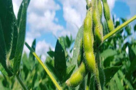 吉育303大豆栽培技术要点，8月中旬及时防治大豆食心虫