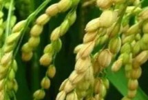 亚信丝苗水稻栽培技术要点，全生育期为131.0天