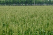 农麦766小麦栽培技术要点，每亩适宜基本苗15～18万