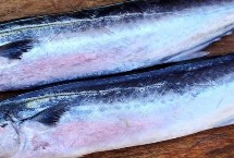 鲅鱼的习性，属于鲭科、马鲛属海洋鱼类