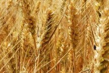 中农麦17小麦栽培技术要点，中抗白粉病