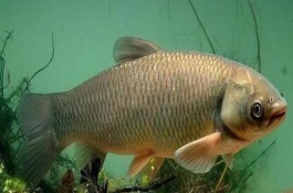 青鱼可以长多大，青鱼的数量比草鱼稀少