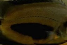 黑云鱼能长多大，水温尽量不要低于25℃