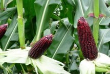 P589玉米栽培技术要点，春播出苗至成熟127天