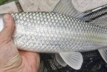 鱼竿的选择，浮漂可选立漂或七星漂