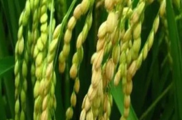 龙S水稻栽培技术要点，该品种属温敏型两用核不育系