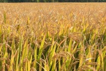 隆晶优蒂占水稻栽培技术要点，每亩插足基本苗6万以上