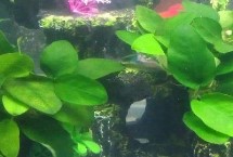 哪一种水草最增氧，很适合初次种植水草的新手