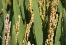 荆香优72水稻栽培技术要点，秧田亩播种量10～15公斤