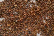 菟丝子种植方式，在20-26元一公斤