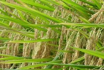 中香丝苗水稻栽培技术要点，播种前宜用咪鲜胺浸种