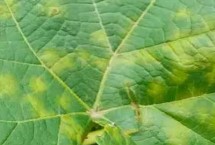 葡萄霜霉病和白粉病如何区分，枝蔓会变褐色而枯死