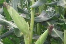 众德丰8号玉米栽培技术要点，种植密度每亩4500株