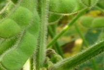 油春1204大豆栽培技术要点，生育期117.8天