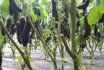 追肥施加，新棚的施肥量比老棚多