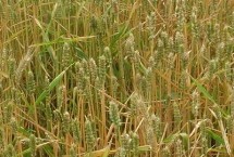 天禾6号小麦栽培技术要点，半冬性品种