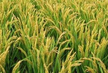 泽两优8607水稻栽培技术要点，全生育期127.8天