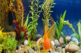 金鱼为什么会仰泳，有以下9个常见原因