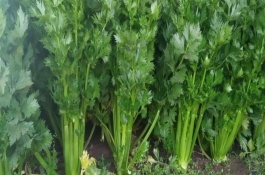 西芹叶柄开裂、空心是什么原因导致的，生长旺期要亩施3公斤纯氮、5-6公斤氧化钾