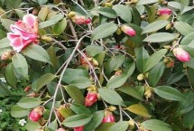 茶花根烂的原因，盆土、浇水、施肥不当均会导致