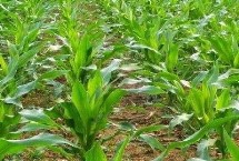 沃单77玉米栽培技术要点，适宜播期6月上中旬