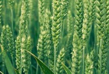 江麦869小麦栽培技术要点，半冬性小麦品种