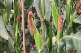 玉米灌浆期怎么追肥，指的是玉米籽粒形成期