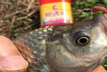 作钓技巧，注重打窝和蚯蚓的鲜活性