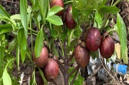 山竹种下去多久能挂果，最好的方式是播种法