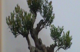 冬季养护赤楠的方式，要让植株接受全日照