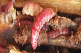 天牛幼虫如何越冬，可以食用但具有风险