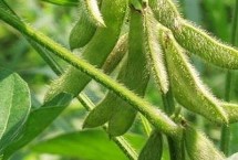 益农豆510大豆栽培技术要点，该品种亚有限结荚习性