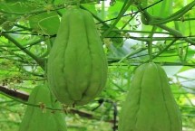 佛手瓜的产地在哪，既可做菜又能当水果